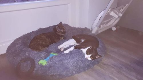 Customer photo review of Coussin Relaxant PuppySafe™ pour Chiens et Chats