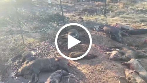 Customer video review of Pig Brig Trap System