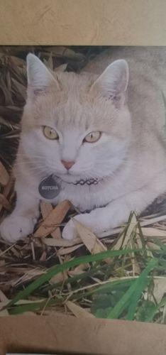 Avis photo d'un client sur Pâtée Chat Stérilisé Sans Céréales - Poulet