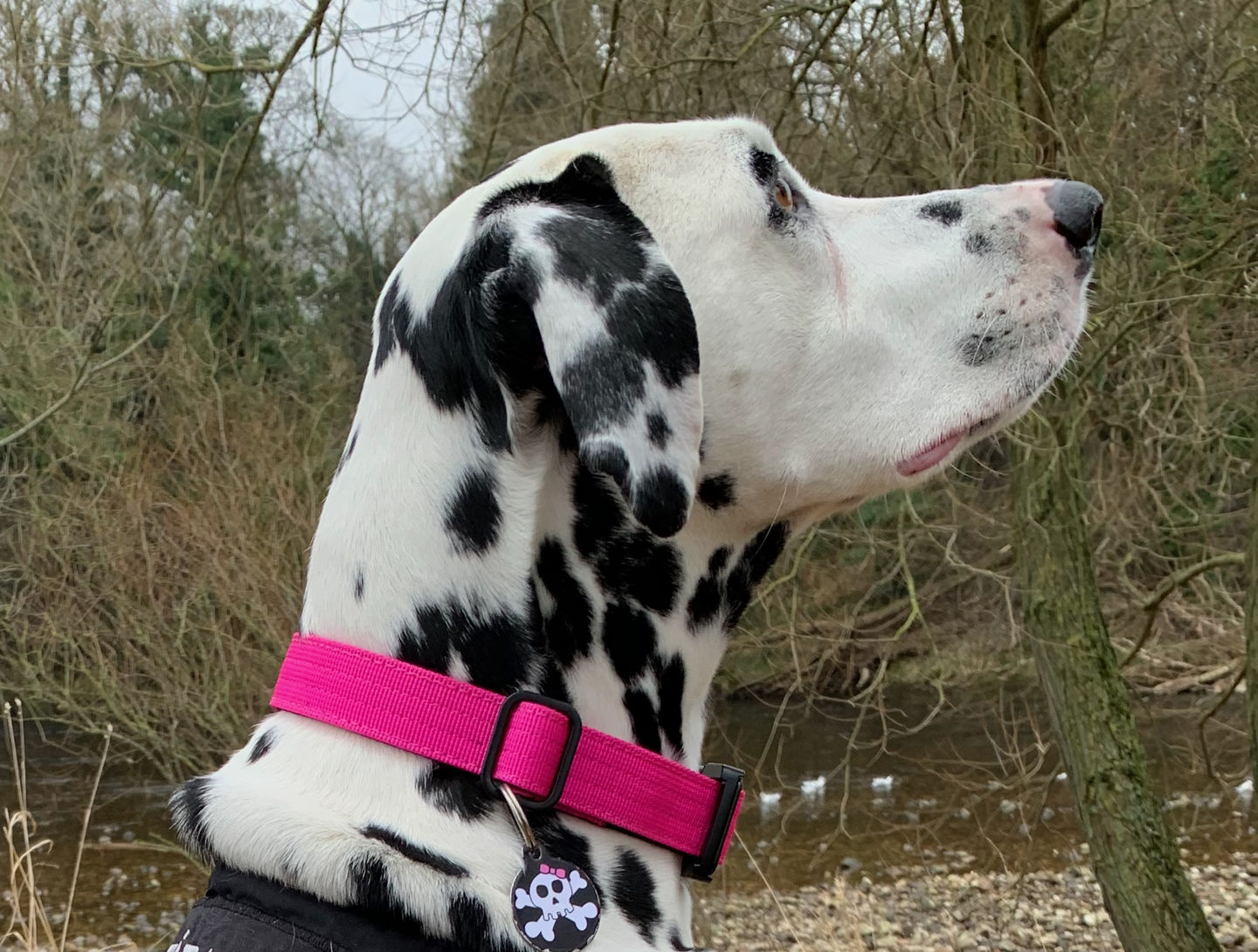 Customer photo review of 2.5cm Combat® Collar | With Handle & Rated Clip - Magentas v2.0
