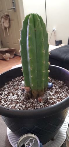 Customer photo review of San Pedro Cactus | Echinopsis pachanoi