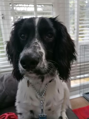 Customer photo review of Braided Lamb - Single