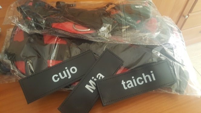 Customer photo review of Safety No Pull Dog Harness