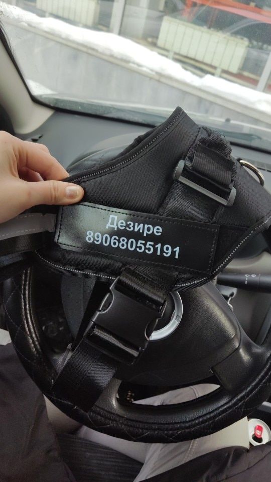 Customer photo review of Safety No Pull Dog Harness