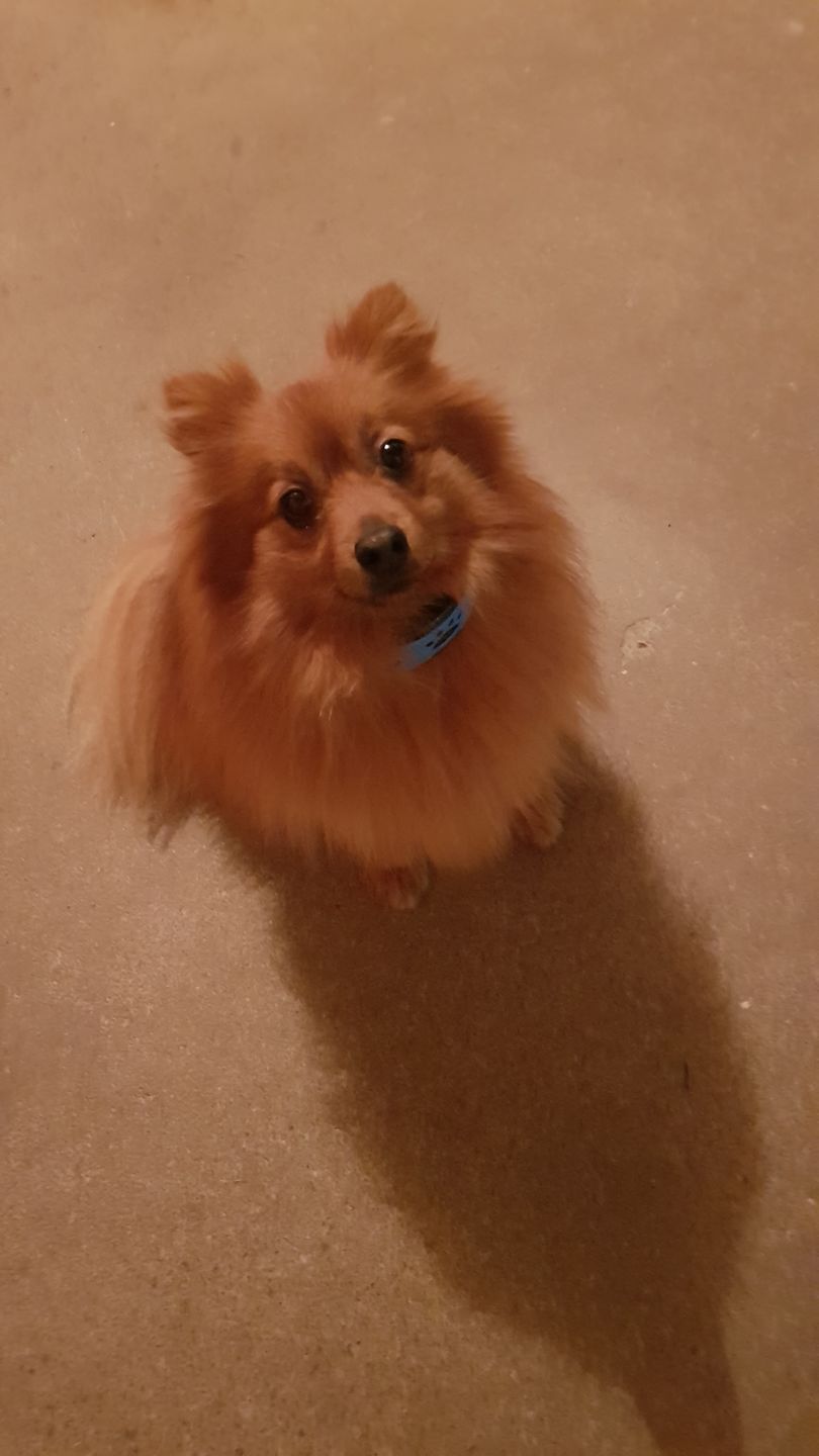 Customer photo review of Chargeur spécialement conçu pour le collier Anti Aboiement