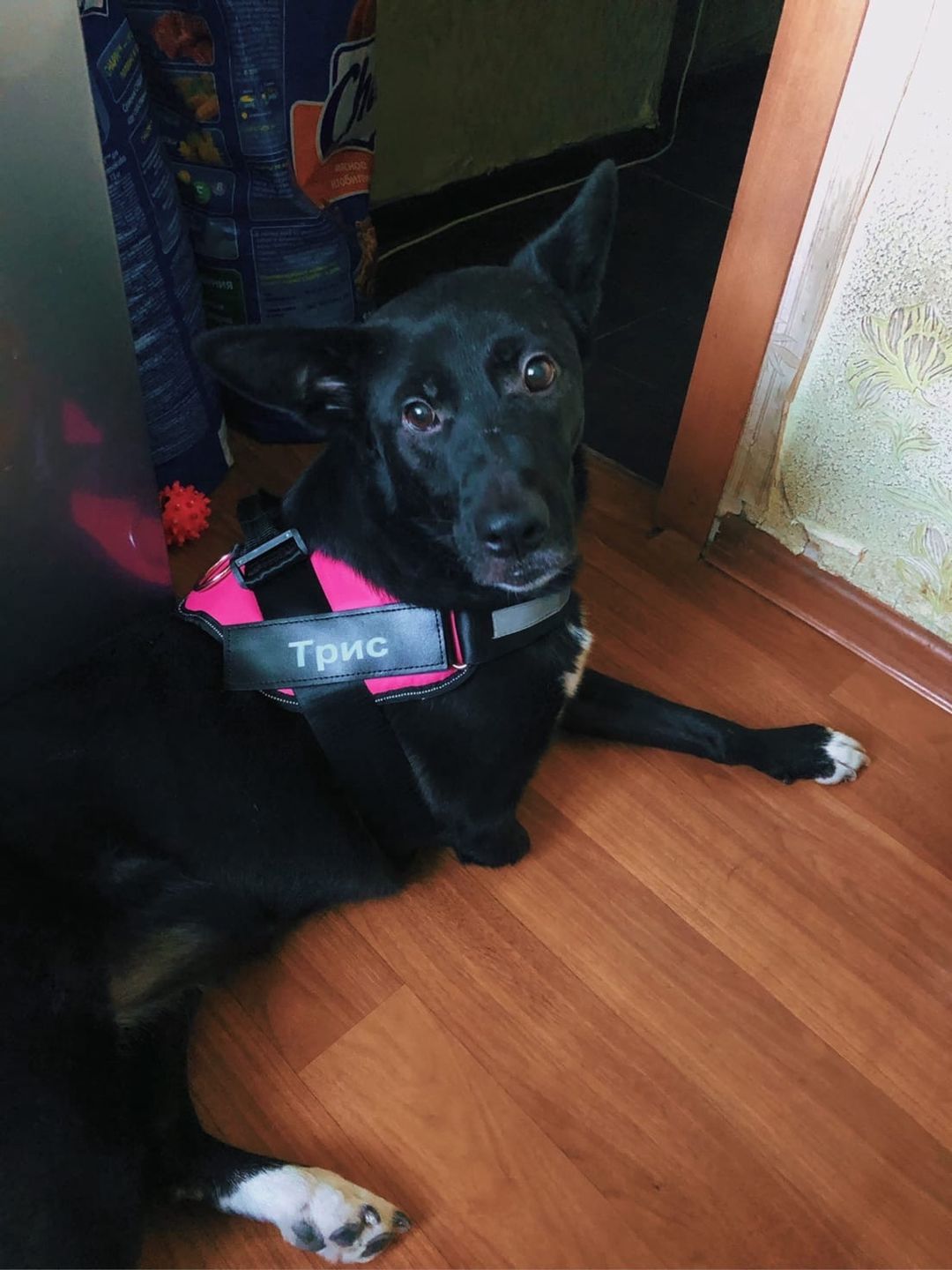 Customer photo review of Safety No Pull Dog Harness