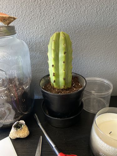 Customer photo review of San Pedro Cactus | Echinopsis pachanoi