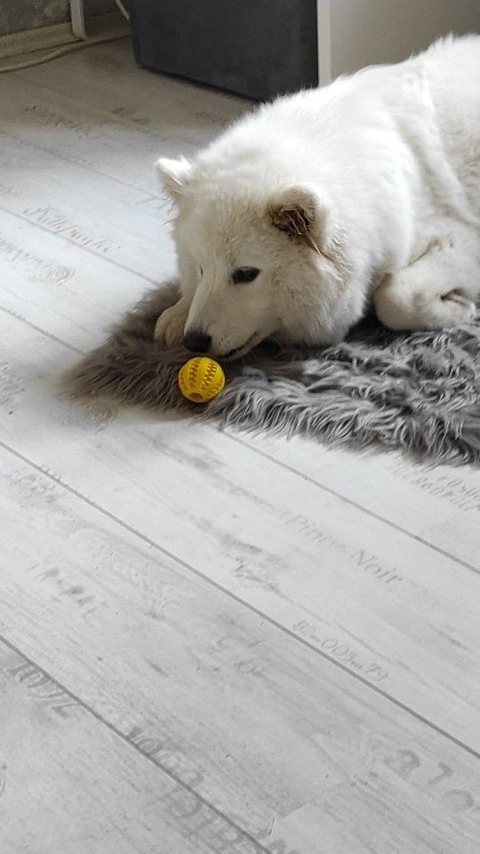 Customer photo review of Teeth Cleaning Dog Chew Treat Ball