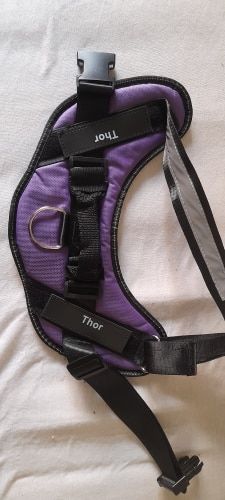 Customer photo review of Safety No Pull Dog Harness