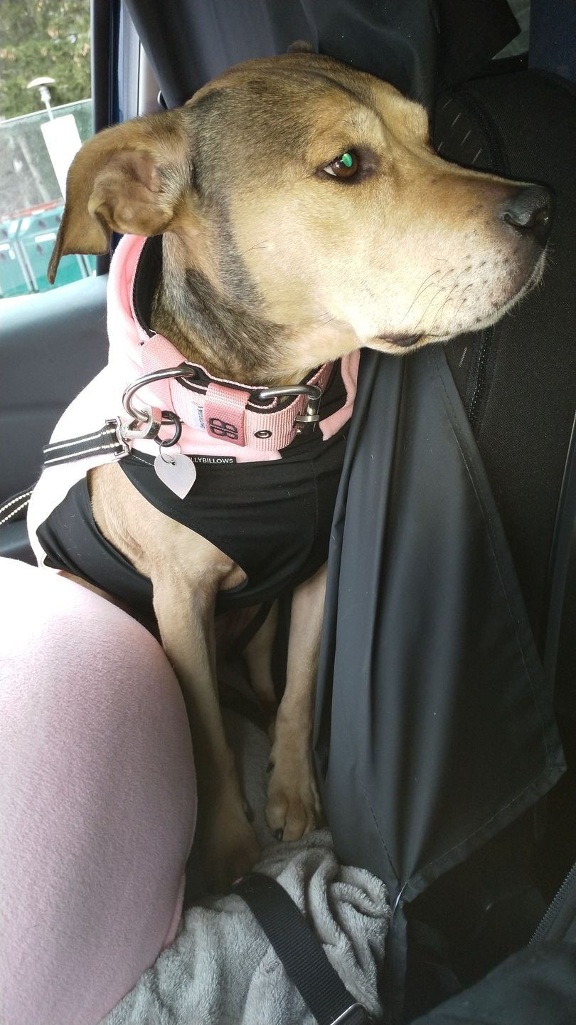 Customer photo review of 5cm Nylon Dog Collar - Pink v2.0