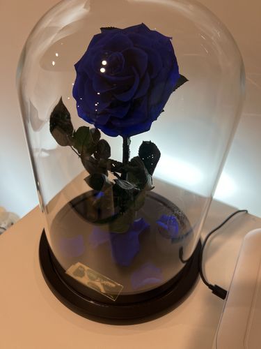 Customer photo review of Midnight Blue Lasting Belle