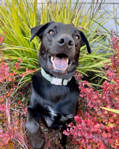 Customer photo review of Sage Collar - Recycled Ripstop