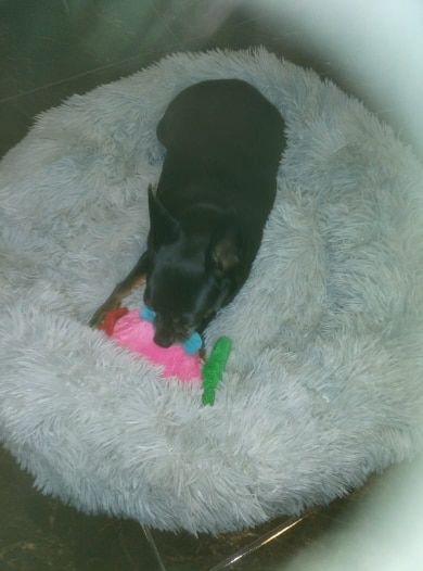 Customer photo review of Super Soft Calming Dog Beds
