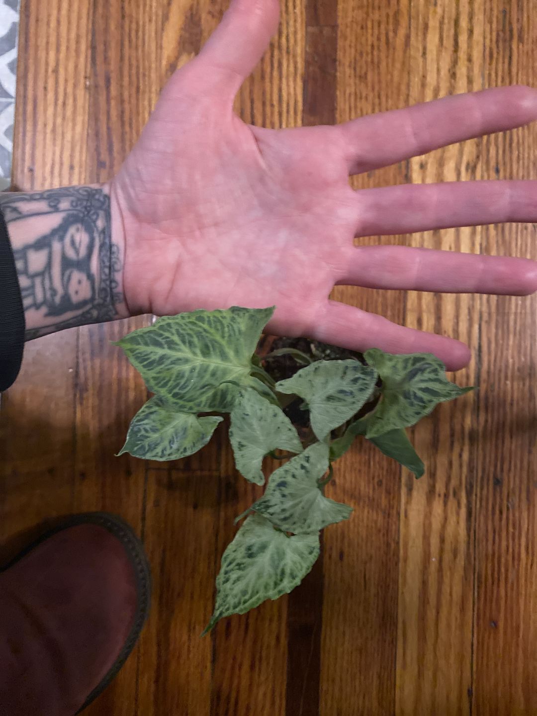 Customer photo review of 3" Syngonium podophyllum 'Batik'