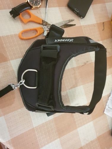 Customer photo review of Safety No Pull Dog Harness