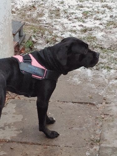 Customer photo review of Safety No Pull Dog Harness