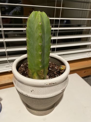 Customer photo review of San Pedro Cactus | Echinopsis pachanoi