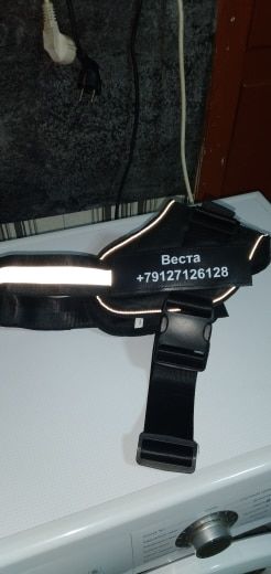 Customer photo review of Safety No Pull Dog Harness
