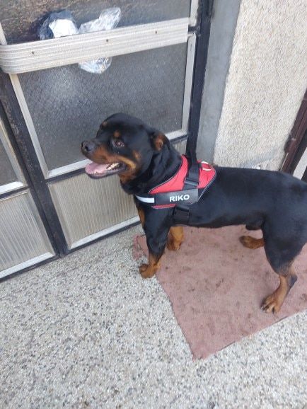 Customer photo review of Safety No Pull Dog Harness