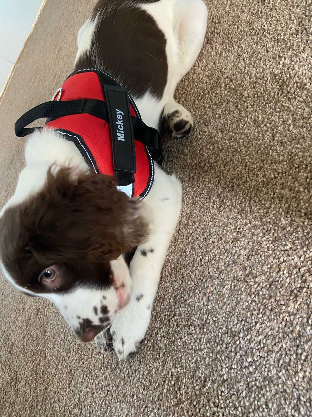 Customer photo review of Safety No Pull Dog Harness