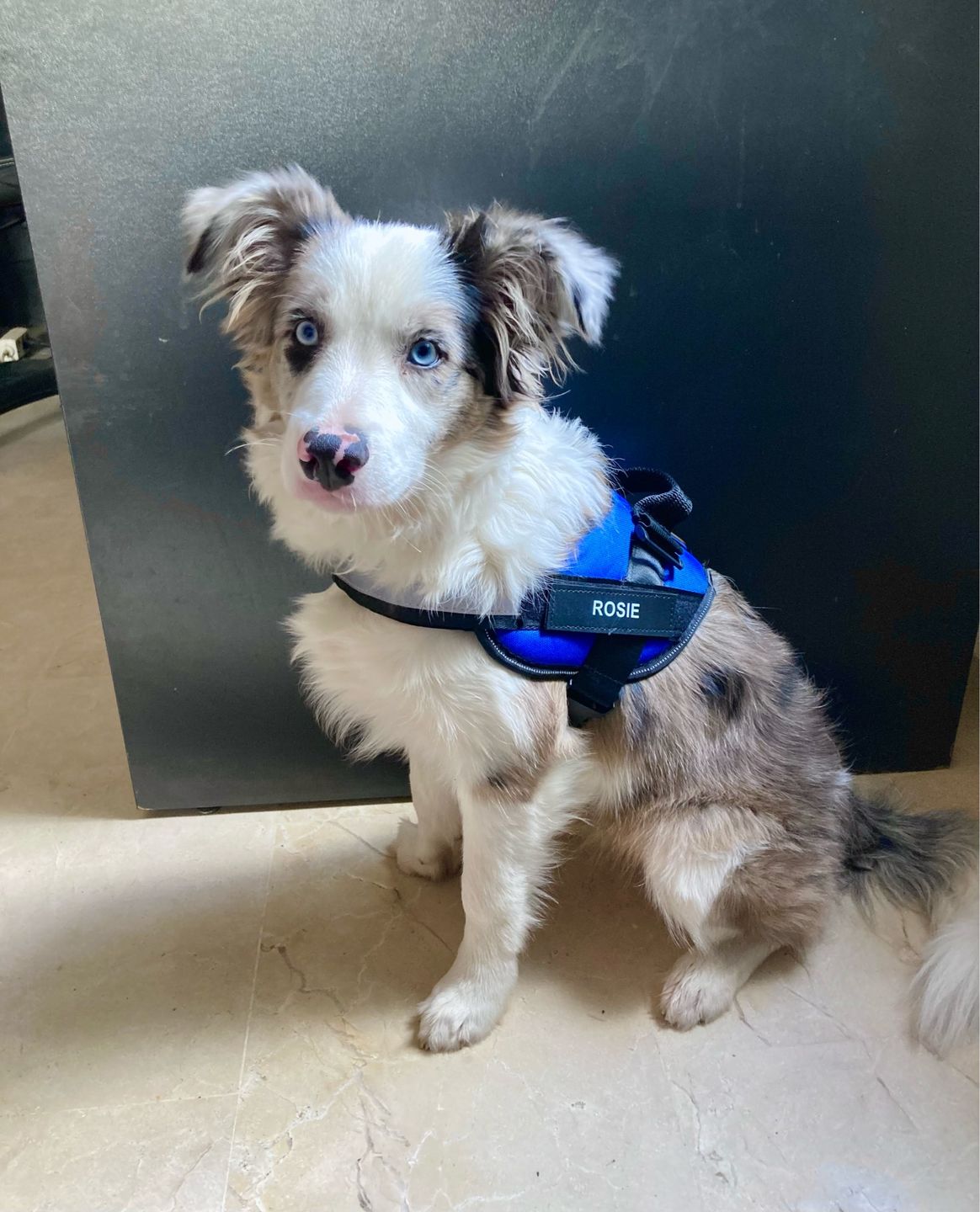 Customer photo review of Safety No Pull Dog Harness