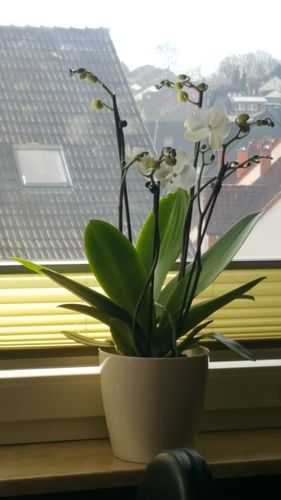 Customer photo review of Two of Us - Weiß mit 7+ Stielen