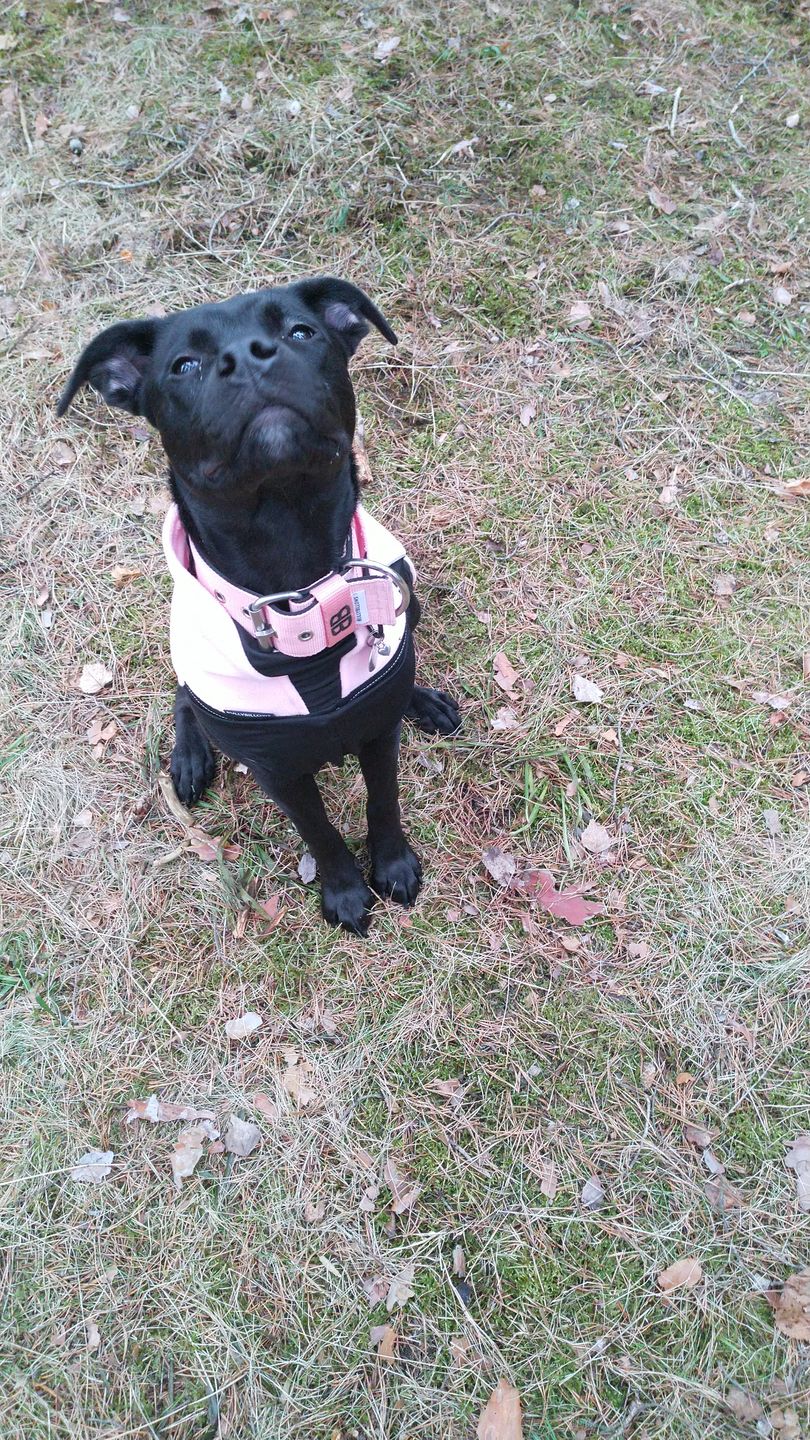 Customer photo review of 5cm Nylon Dog Collar - Pink v2.0