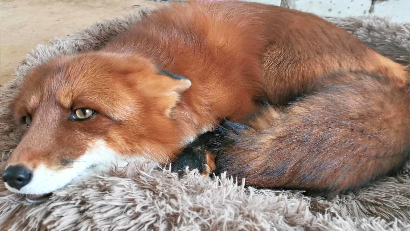 Customer photo review of Super Soft Calming Dog Beds