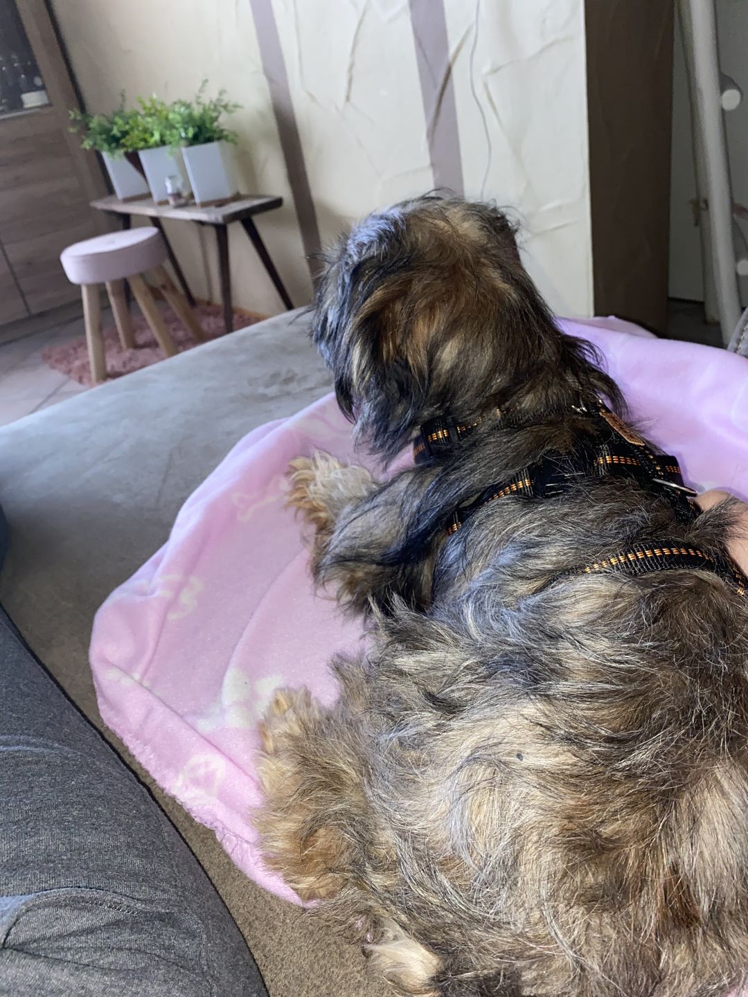 Customer photo review of PREMIUM Sicherheitsgeschirr, Panikgeschirr gepolstert