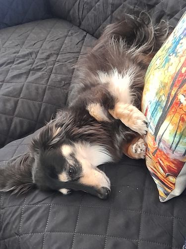 Customer photo review of Pets Waterproof Sofa Cover - 50% Off Today Only