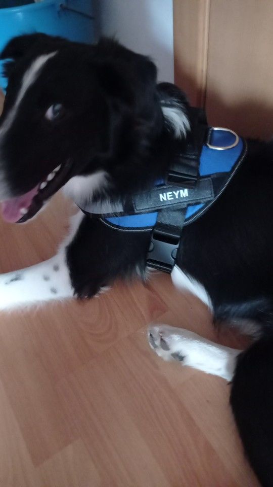 Customer photo review of Safety No Pull Dog Harness