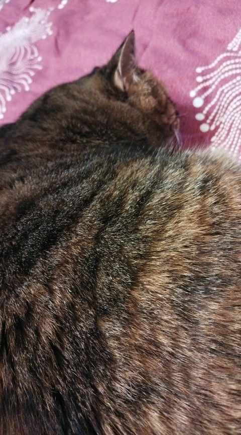 Customer photo review of Dual-Head Safe Pet Dematting Comb