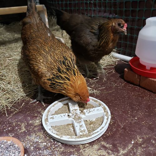 Customer photo review of GrubTerra Dried Larvae