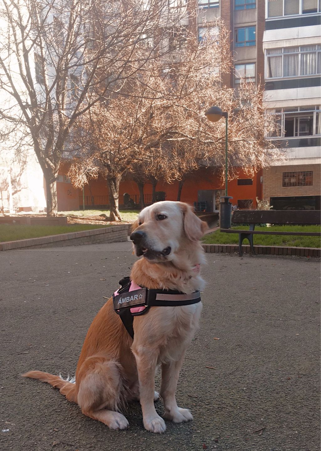Customer photo review of Safety No Pull Dog Harness