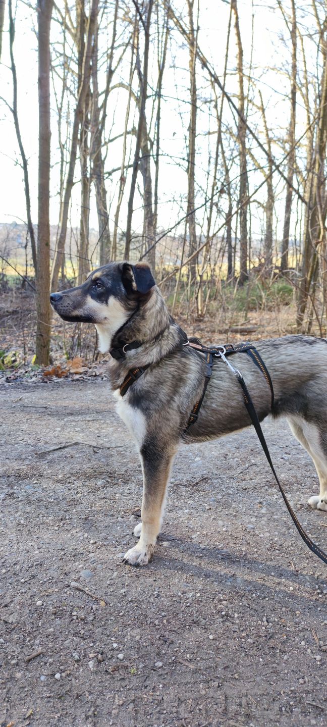 Customer photo review of PREMIUM Hundeleine 3 Meter verstellbar mit Kennfäden gepolstert