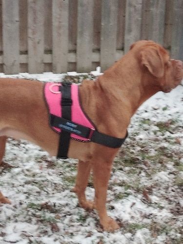 Customer photo review of Safety No Pull Dog Harness