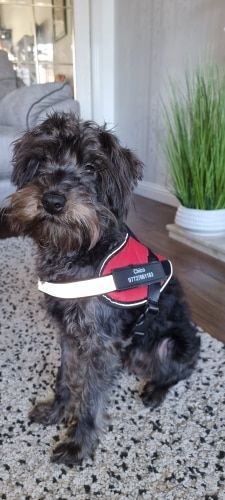 Customer photo review of Safety No Pull Dog Harness