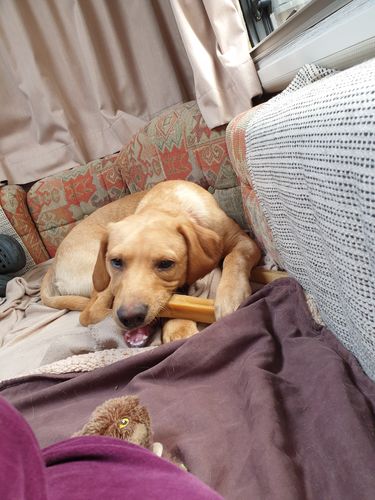 Customer photo review of BAF Yak Chews