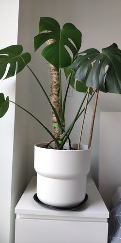 Customer photo of The Original Bendable Moss Pole™ - Best Seller (Pins Included) from Krystsina K.