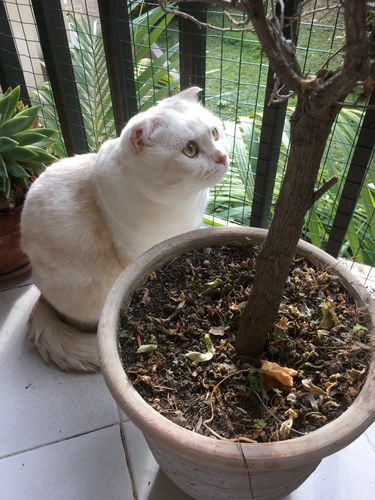 Avis photo d'un client sur Pâtée Chat Stérilisé Sans Céréales - Saumon