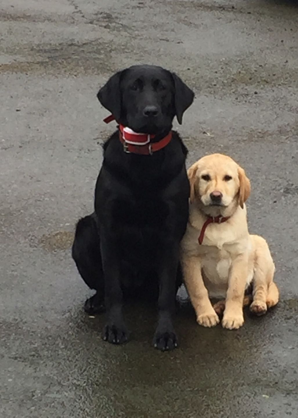 Customer photo review of Spare Collar for Wireless Dog Fence (KD661C)