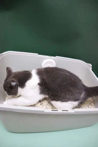 Customer photo review of Mayitwill Negative Ion Smart Deodorizer | Cat Litter Box Odor Eliminator