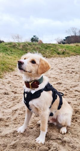 Customer photo review of Ragnar Harness