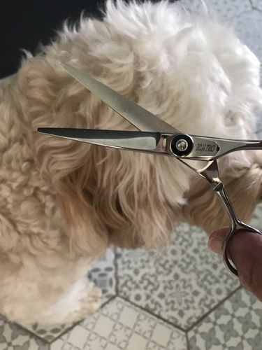Customer photo review of Ichiro K10 Hairdressing Shear