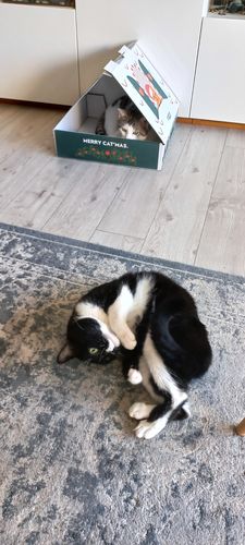Avis photo d'un client sur Croquettes Chat Stérilisé Sans Céréales - Poulet