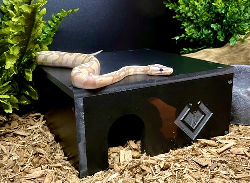 Customer photo review of Hides
