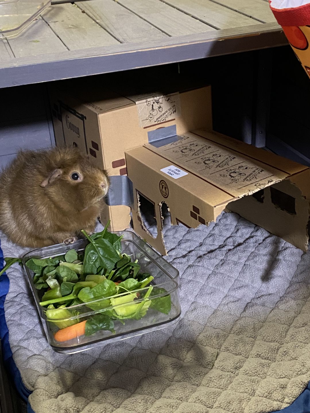 Customer photo review of GuineaDad Crunchy Condo - Pack of 3