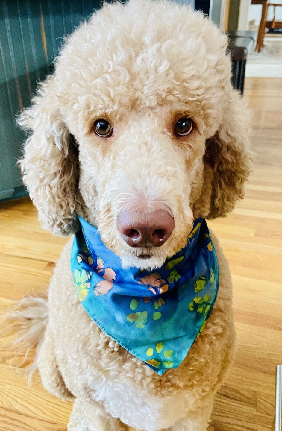 Customer photo review of Batik Paws Tie Dye Bandana