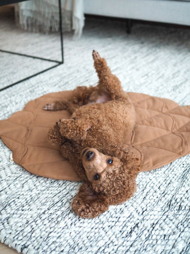 Customer photo review of Playmat - Pine Cone