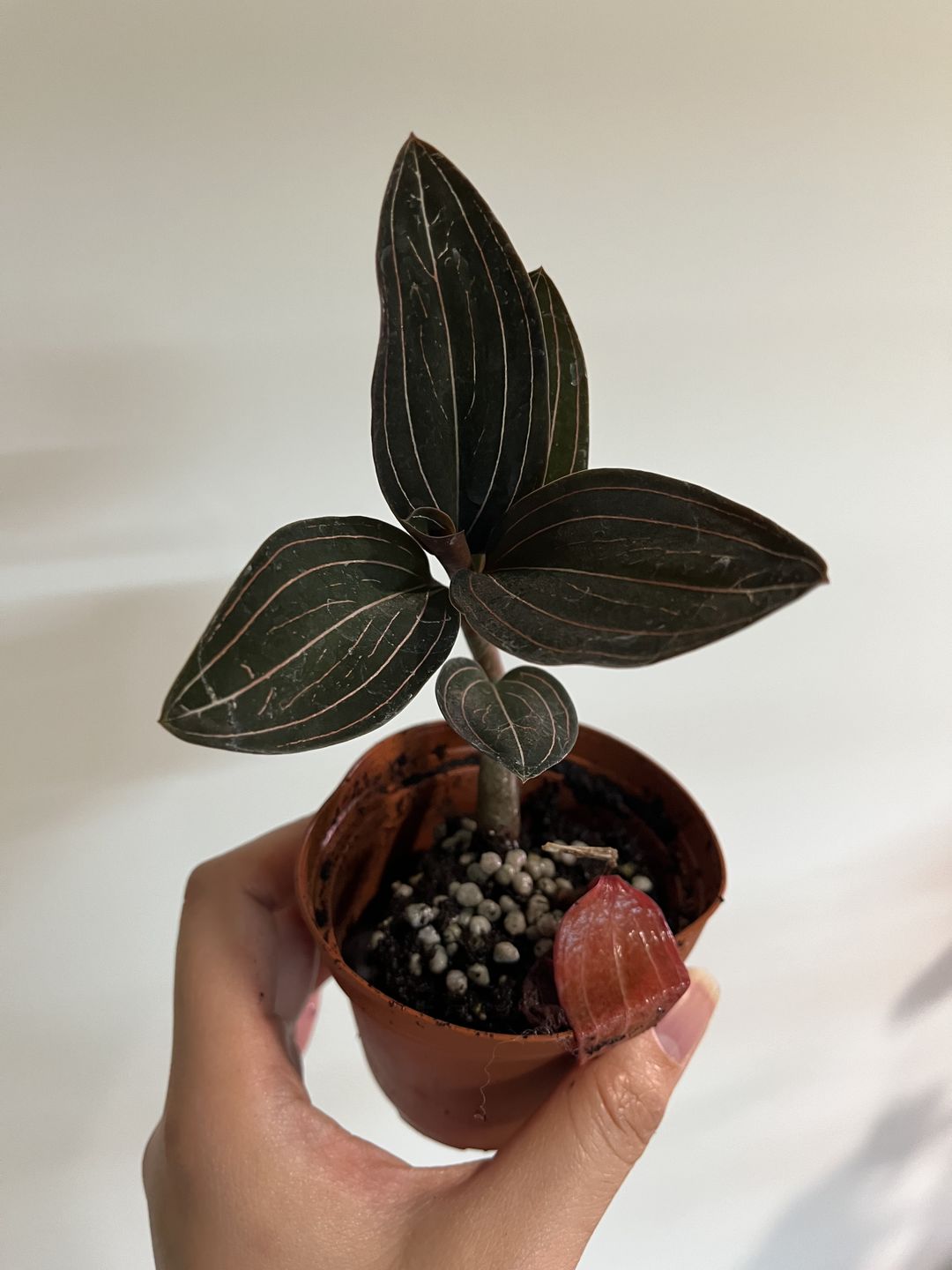 Customer photo review of 3" Orchid Ludisia discolor
